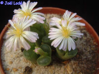 Conophytum limpidum