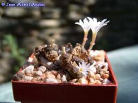 Conophytum pellucidum