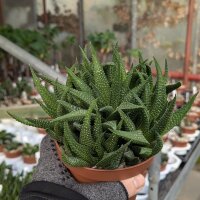 Haworthia spec.