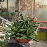 Haworthia spec.