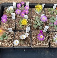 Conophytum pellucidum ssp. cupreatum Dooddrink
