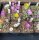 Conophytum pellucidum ssp. cupreatum v. terrestre