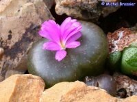 Conophytum taylorianum