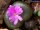 Conophytum taylorianum