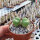 Conophytum truncatum