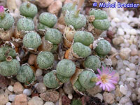 Conophytum uviforme