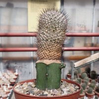 Mammillaria perezdelarosae ssp. andersoniana gepfr.