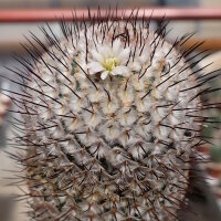 Mammillaria perezdelarosae ssp. andersoniana gepfr.