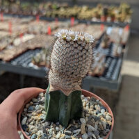 Mammillaria perezdelarosae ssp. andersoniana gepfr.