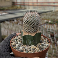 Mammillaria perezdelarosae ssp. andersoniana gepfr.