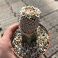 Mammillaria perezdelarosae ssp. andersoniana gepfr.