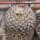 Mammillaria perezdelarosae ssp. andersoniana gepfr.