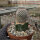 Mammillaria perezdelarosae ssp. andersoniana gepfr.