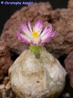 Conophytum burgeri SH 409