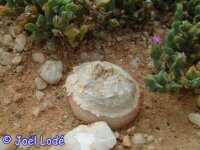 Conophytum burgeri SH 409