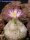 Conophytum burgeri SH 409
