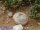 Conophytum burgeri SH 409