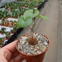 Dioscorea elephantipes v. montana