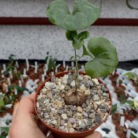 Dioscorea elephantipes v. montana