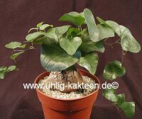 Dioscorea elephantipes v. montana