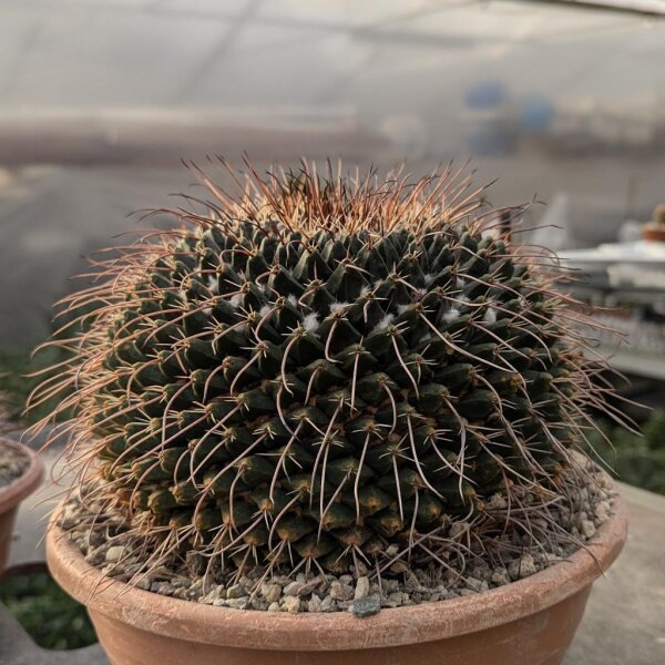 Mammillaria linarensis XL nahe Linares