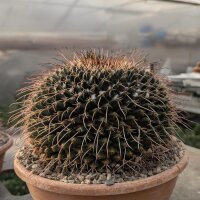 Mammillaria linarensis XL nahe Linares
