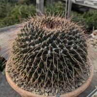 Mammillaria linarensis XL nahe Linares