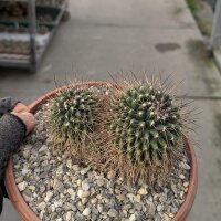 Mammillaria linarensis XL nahe Linares