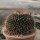 Mammillaria linarensis XL nahe Linares
