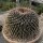 Mammillaria linarensis XL nahe Linares