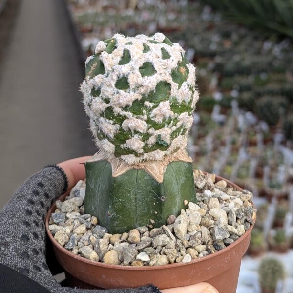 Echinopsis subdenudata cv. Silvano Diprimo gepfr.
