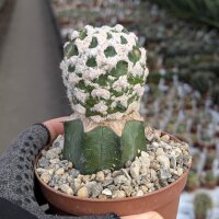 Echinopsis subdenudata cv. Silvano Diprimo gepfr.