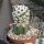 Echinopsis subdenudata cv. Silvano Diprimo gepfr.