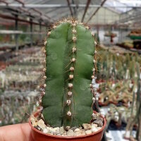 Cereus peruvianus tortuosus S