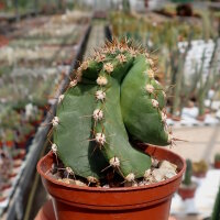 Cereus peruvianus tortuosus S
