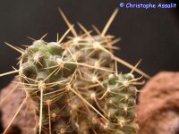 Austrocactus coxii SAR 3201