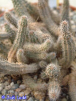 Austrocactus hibernus SAR 1982