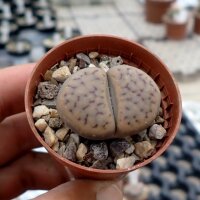 Lithops schwantesii Springbok Flats