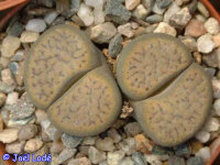 Lithops schwantesii Springbok Flats