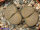Lithops schwantesii Springbok Flats