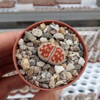 Lithops karasmontana ssp. bella