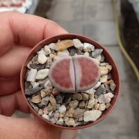 Lithops karasmontana ssp. bella