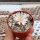 Lithops karasmontana ssp. bella