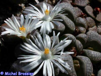 Lithops marmorata mittlere Karasberge