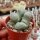 Lithops marmorata mittlere Karasberge