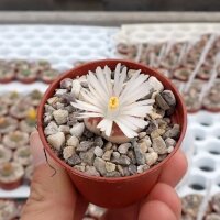 Lithops karasmontana ssp. bella