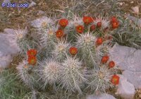 Echinocereus triglochidiatus v. toroweapensis