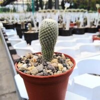 Epithelantha micromeris ssp. pachyrhiza v. parvula