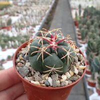 Thelocactus hexaedrophorus v. lloydii