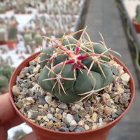 Thelocactus hexaedrophorus v. lloydii